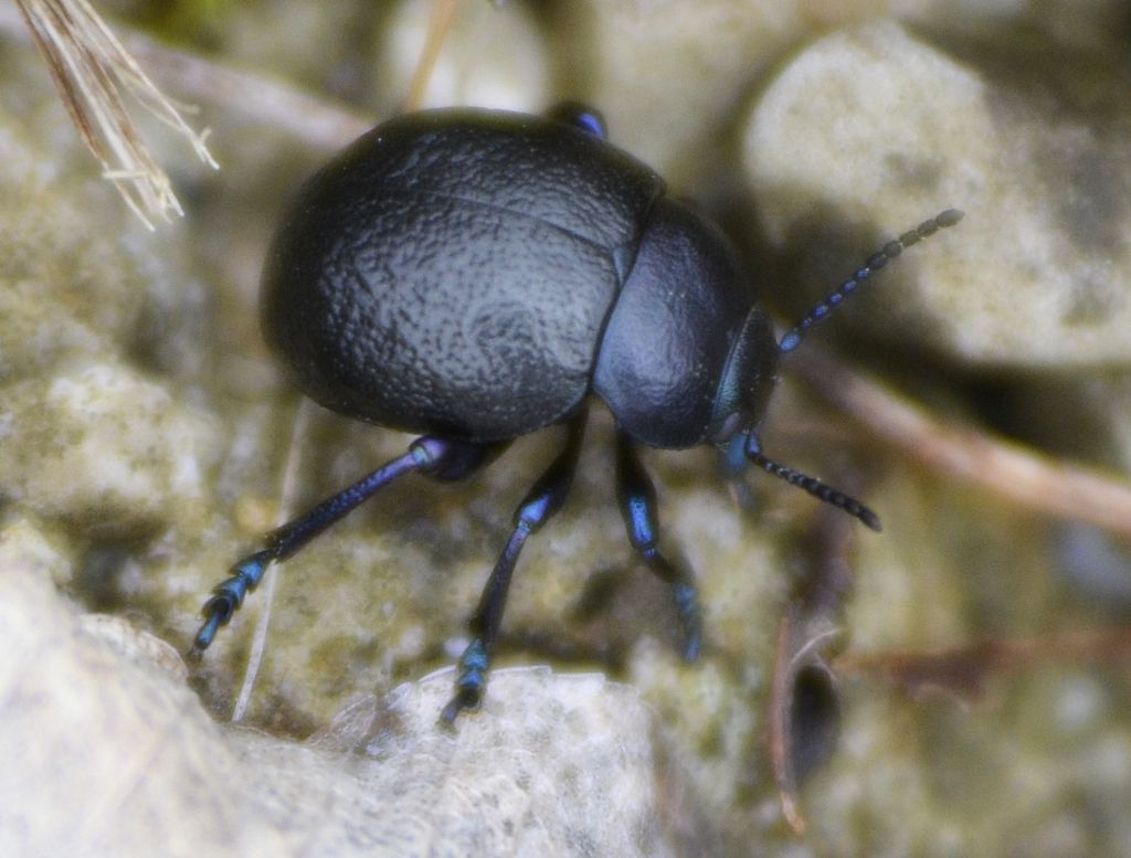 Timarcha tenebricosa? No, T. pratensis, Chrysomelidae